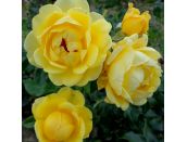 Floribunda Bush Rose Happy Golden Wedding (Frykeno) 