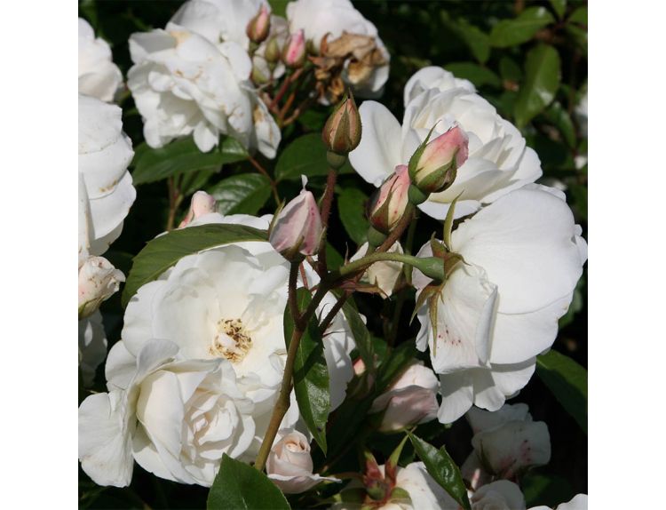 Floribunda Bush Rose Iceberg 