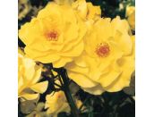 Floribunda Bush Rose Korresia (Friesia) 