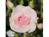 Floribunda Bush Rose Many Happy Returns