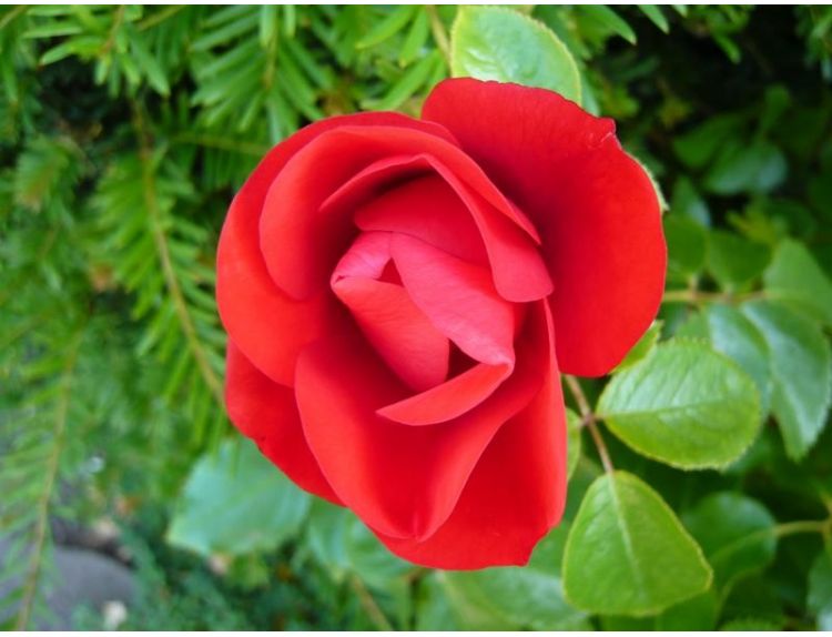 Floribunda Bush Rose Moment in Time