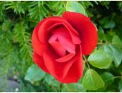 Floribunda Bush Rose Moment in Time