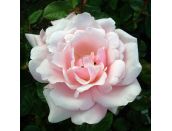 Floribunda Bush Rose Pearl (Korteschi)