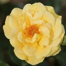 Floribunda Bush Rose Precious Gold