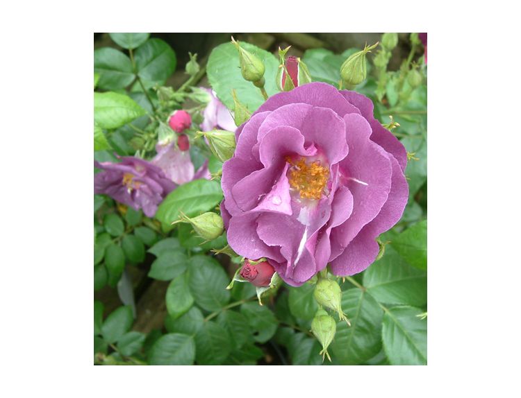 Floribunda Bush Rose Rhapsody in Blue - image 1