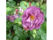 Floribunda Bush Rose Rhapsody in Blue - image 1