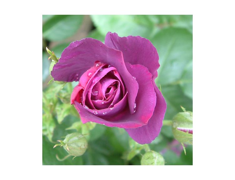 Floribunda Bush Rose Rhapsody in Blue - image 2