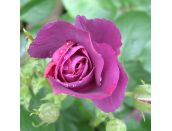 Floribunda Bush Rose Rhapsody in Blue - image 2
