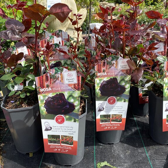 Floribunda Bush Rose Rosa Black Baccara 