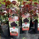 Floribunda Bush Rose Rosa Black Baccara 