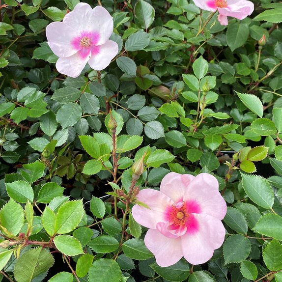 Floribunda Bush Rose Smiling Eyes