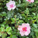 Floribunda Bush Rose Smiling Eyes