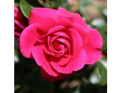 Floribunda Bush Rose Truly Loved