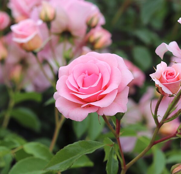 Floribunda Bush Rose You're Beautiful by Henry Street