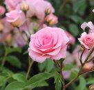 Floribunda Bush Rose You're Beautiful by Henry Street