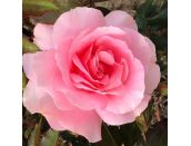 Floribunda Bush Rose You're Beautiful (Fryracy) 