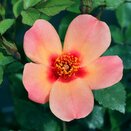 Floribunday Bush Rose For Your Eyes Only by Henry Street