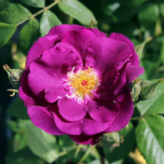 Floribunday Bush Rose Rhapsody In Blue by Henry Street