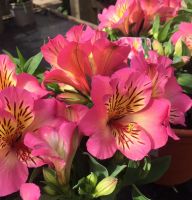 Flower Borders