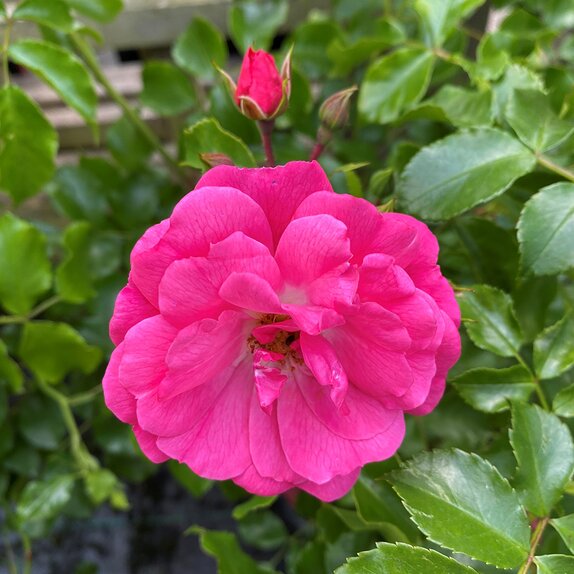 Flower Carpet Rose Pink