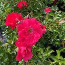 Flower Carpet Rose Pink Supreme