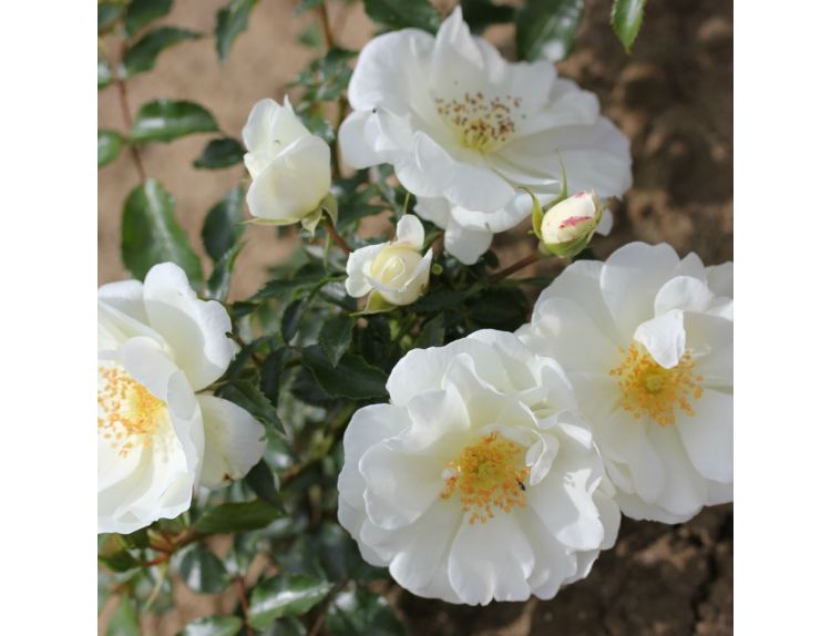 Flower Carpet Rose White