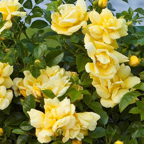 Flower Carpet Roses Knights Garden Centres