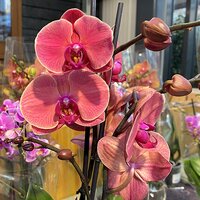 Flowering Indoor Plants