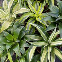 Foliage Indoor Plants