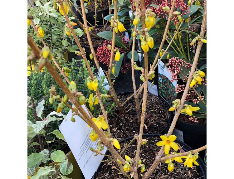 Forsythia Gold Rush 3 litre pot - image 2
