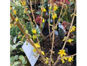 Forsythia Gold Rush 3 litre pot - image 2