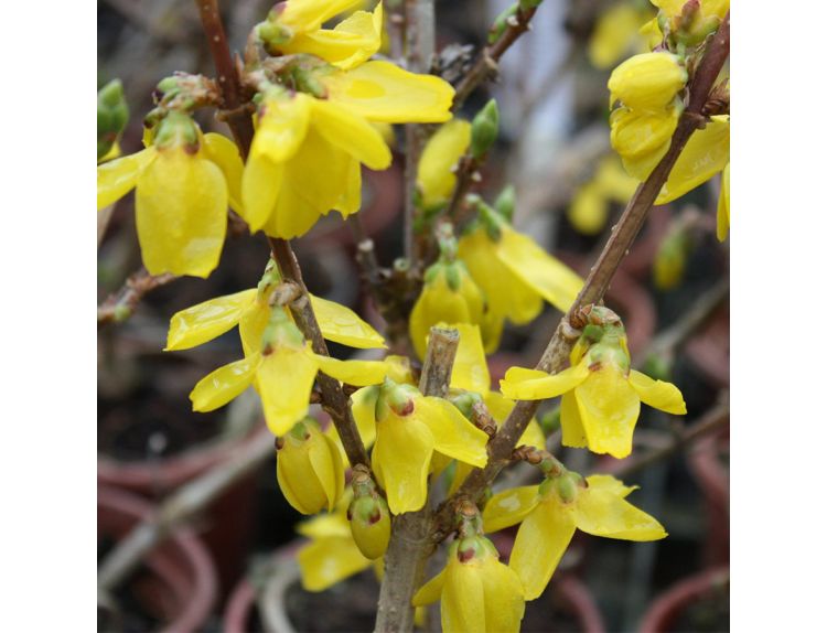 Forsythia Gold Rush 3 litre pot - image 1