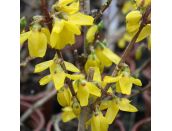 Forsythia Gold Rush 3 litre pot - image 1