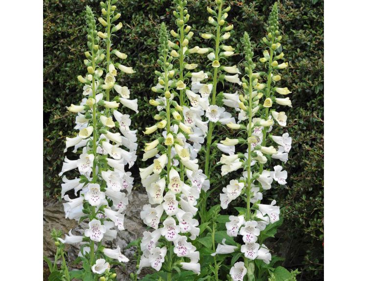 Foxglove Albino 1 litre pot