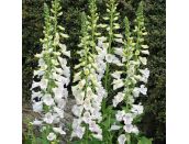 Foxglove Albino 1 litre pot