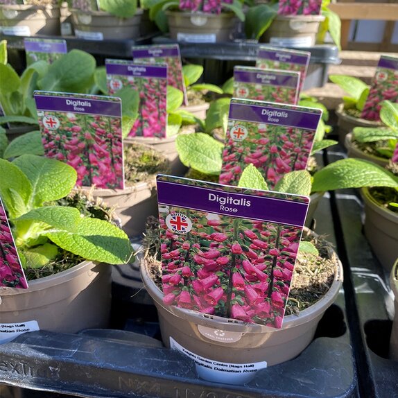Foxglove Digitalis Dalmatian Rose