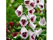 Foxglove Giant Spotted 1 litre pot