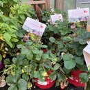 Fragaria 'Lucky Berry' ® CAC