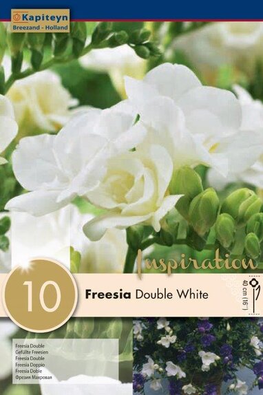 Freesia Double White