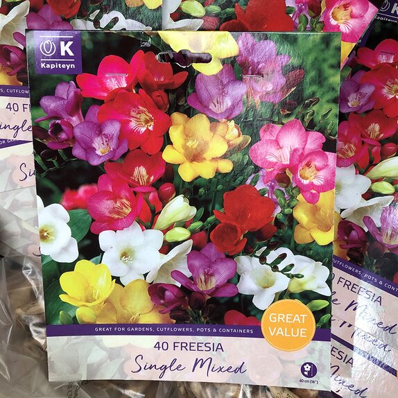 Freesia Mixed Colours Great Value Pack