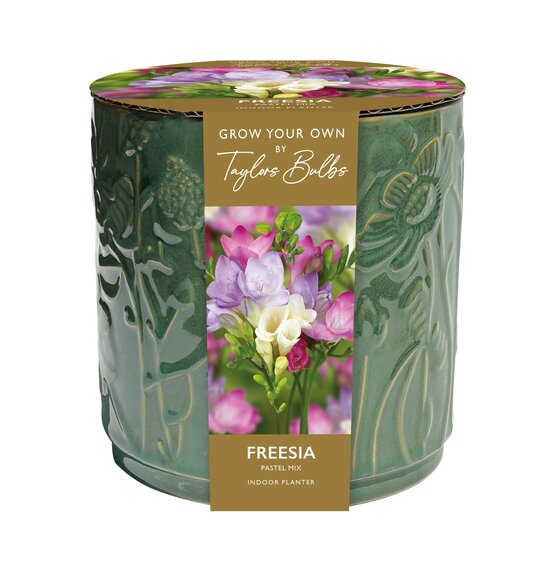 Freesia Pastel Mix in an Embossed Floral Ceramic Pot