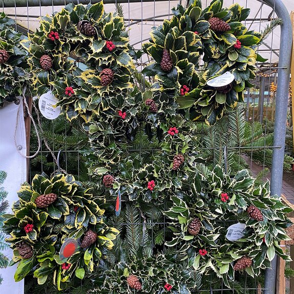 Fresh Wreath Holly, Cones & Berries 10 inch