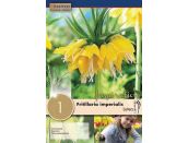 Fritillaria Imperialis Lutea