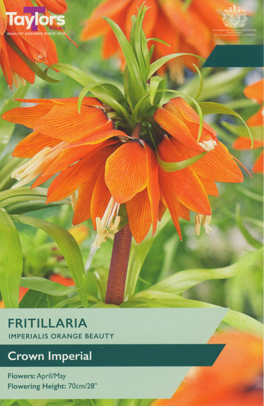 Fritillaria Imperialis - Orange Beauty