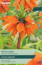 Fritillaria Imperialis - Orange Beauty