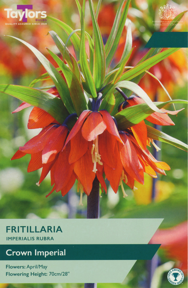 Fritillaria Imperialis - Rubra (1)
