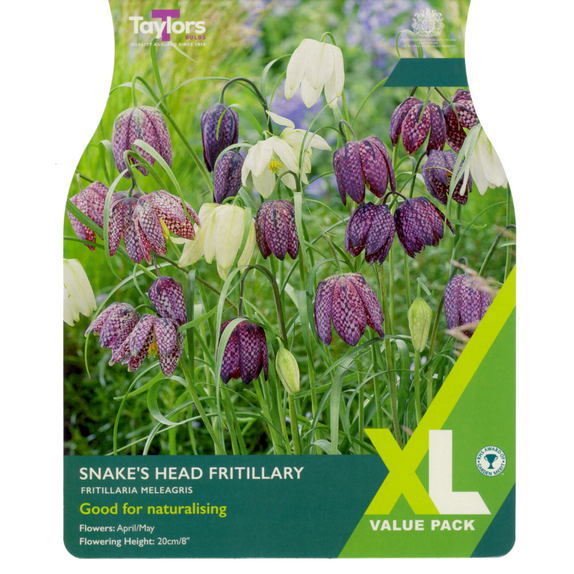 Fritillaria Meleagris