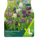 Fritillaria Meleagris