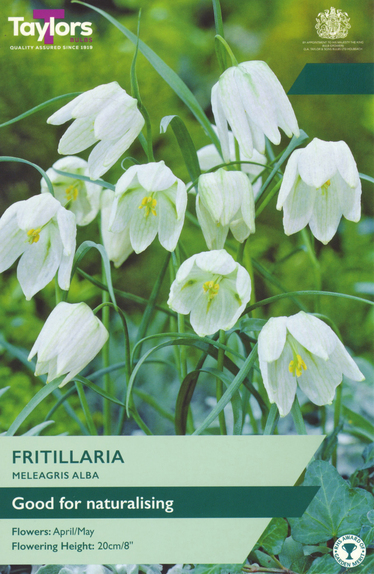 Fritillaria Meleagris - Alba