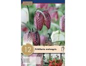 Fritillaria Meleagris Mixed Colours